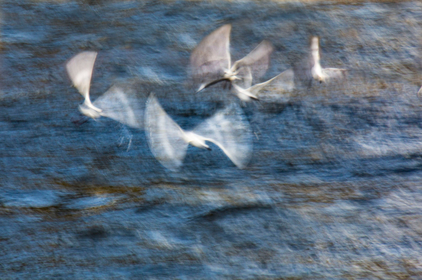 A5, A4 or A3 print of 5 seagulls riding the waves