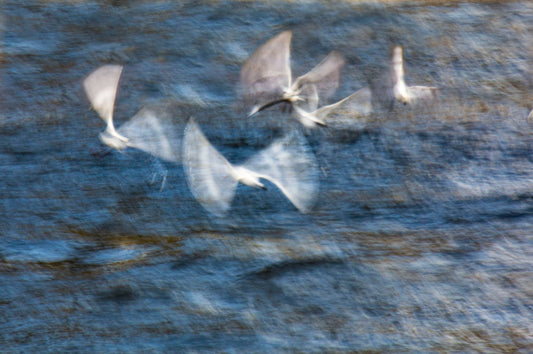 A5, A4 or A3 print of 5 seagulls riding the waves