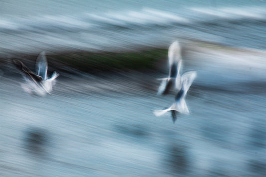 A5, A4 or A3 print of 3 seagulls riding the waves