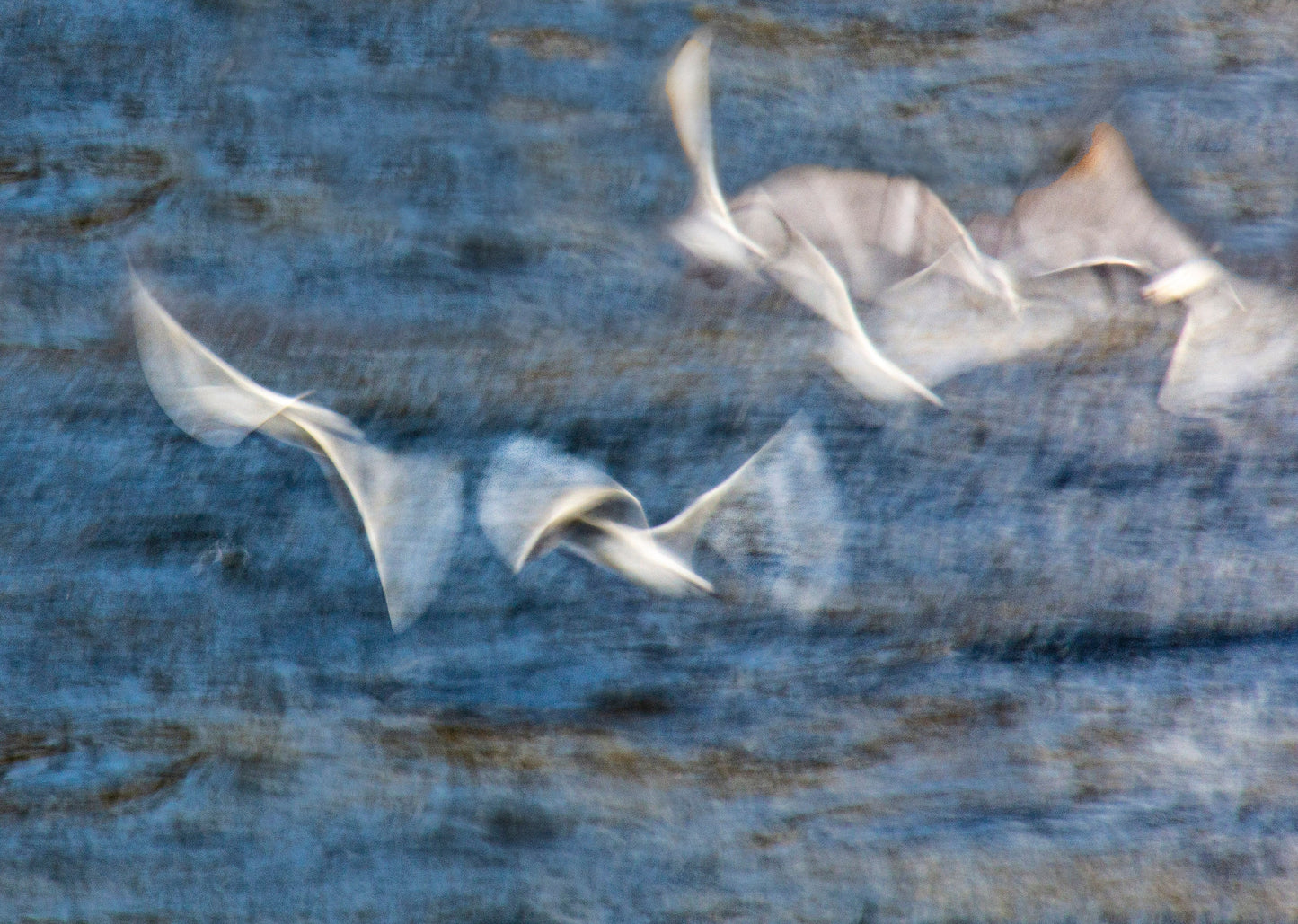 A5, A4 or A3 print of 4 seagulls riding the waves