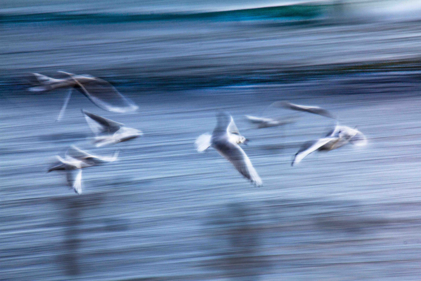 A5, A4 or A3 print of 6 seagulls riding the waves