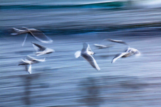 A5, A4 or A3 print of 6 seagulls riding the waves