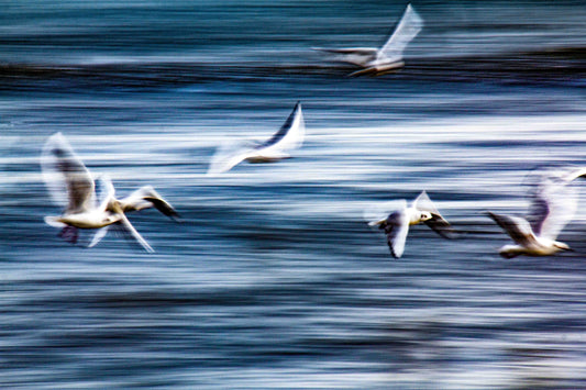 A5, A4 or A3 print of 7 seagulls riding the waves